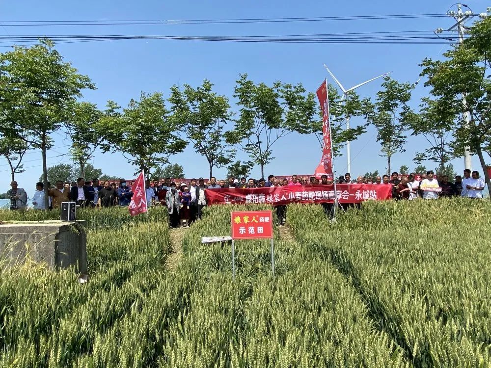 2021年康拓森永城站娘家人小麥藥肥觀摩會完滿結(jié)束！