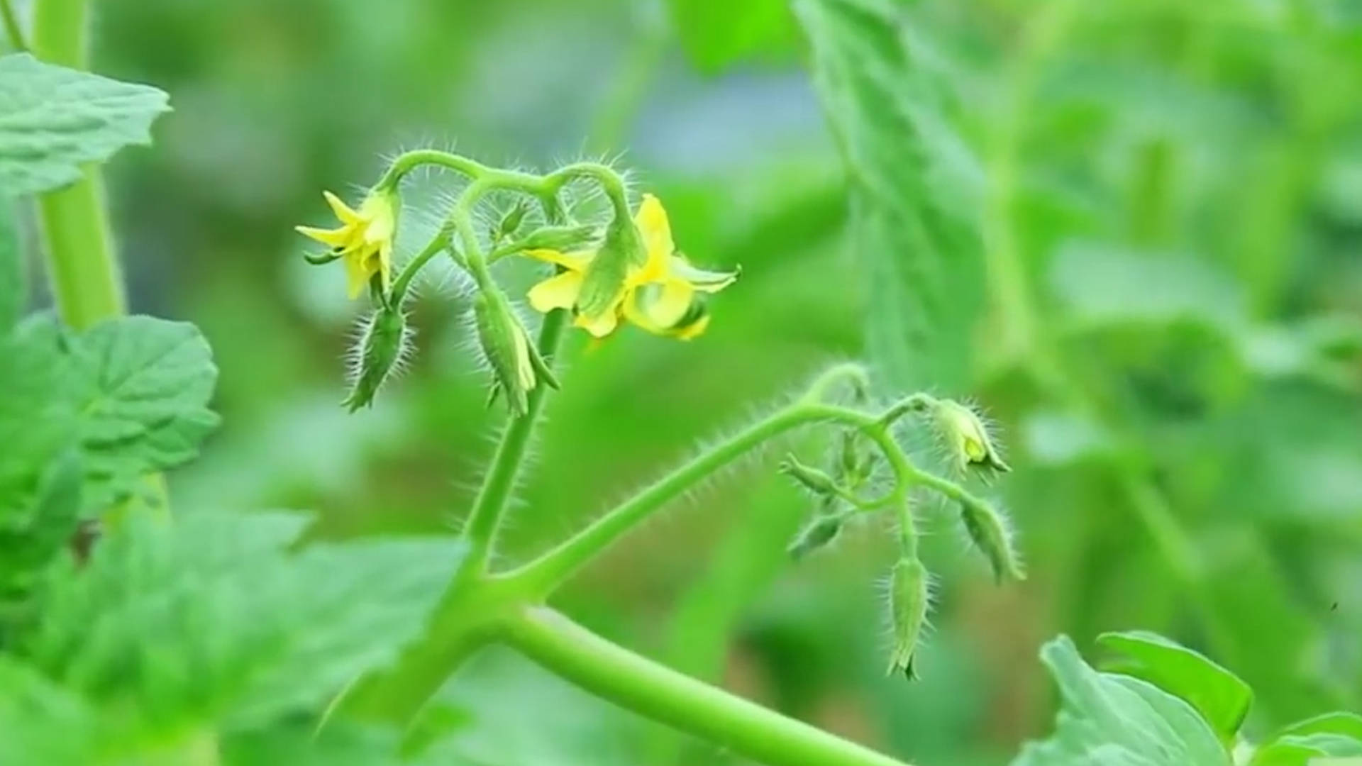 該死的“重茬”怎么辦？來看看咋解決