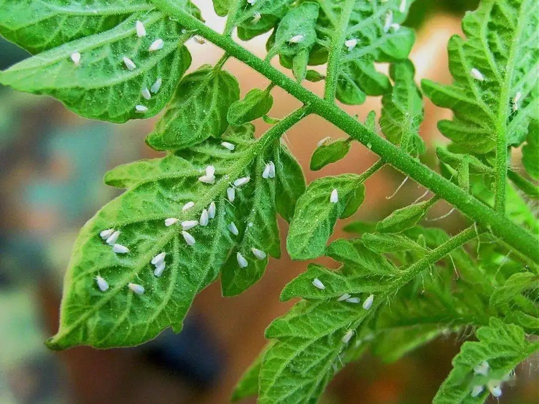 白粉虱打不干凈？教你打！