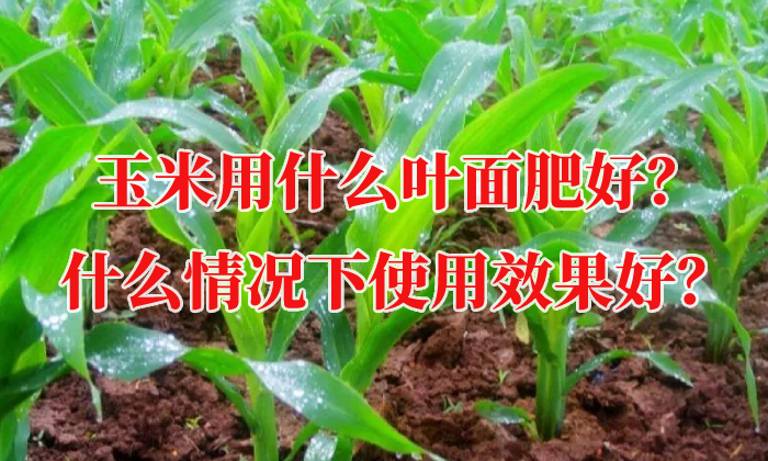玉米用什么葉面肥好？什么情況下使用效果好？