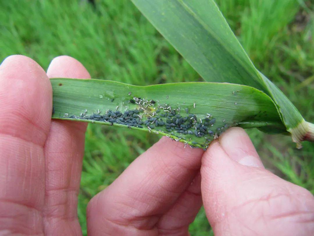 夏玉米常見(jiàn)蟲(chóng)害有哪些，該如何防治呢？