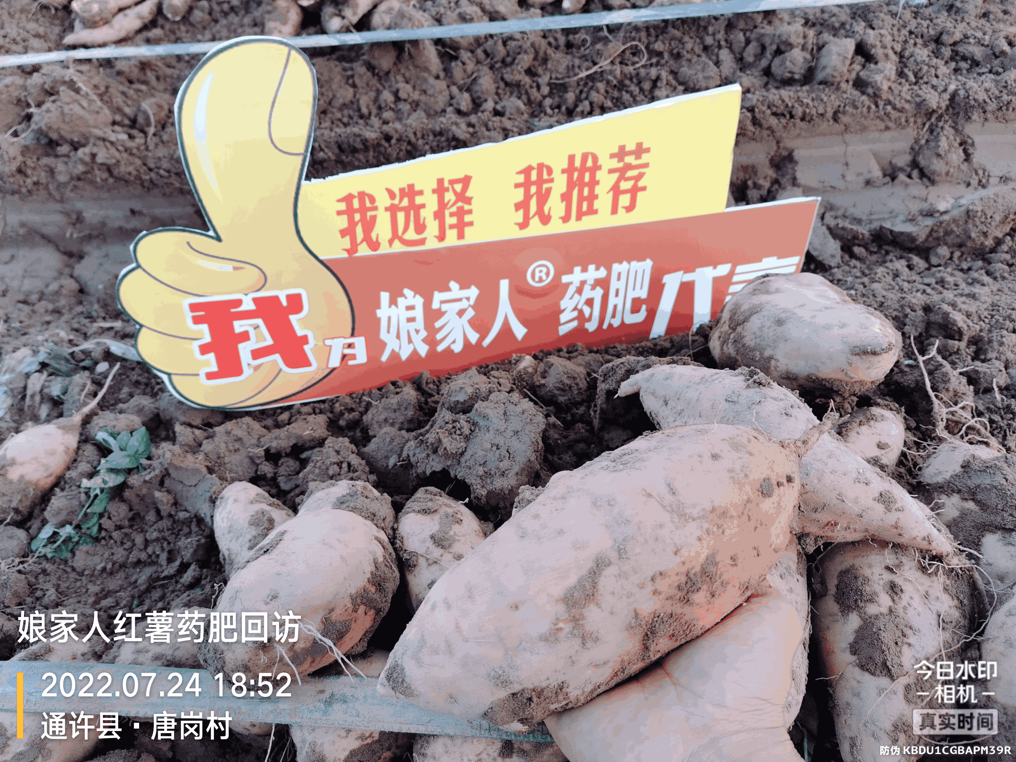 紅薯豐收，用了娘家人，“薯”你最棒！