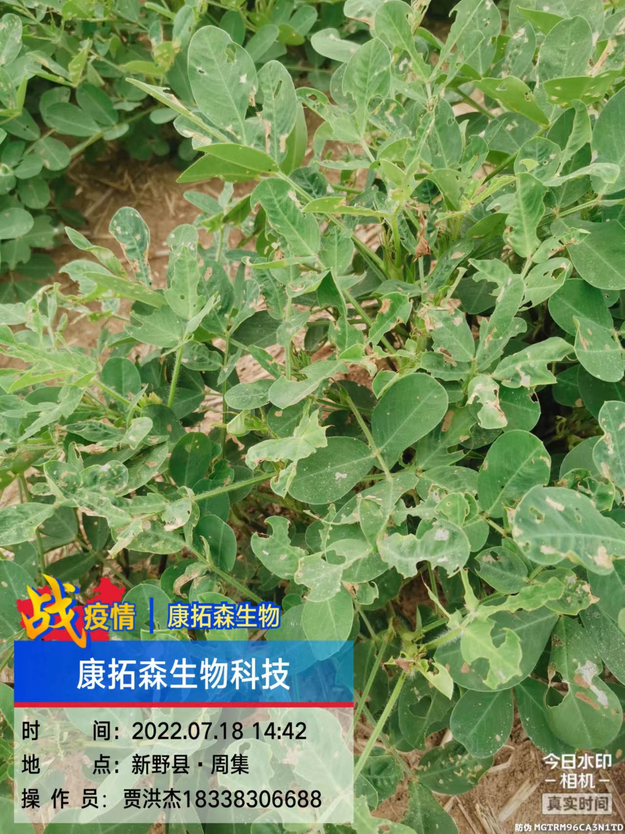 玉米、花生、大豆抗性青蟲該怎么打？
