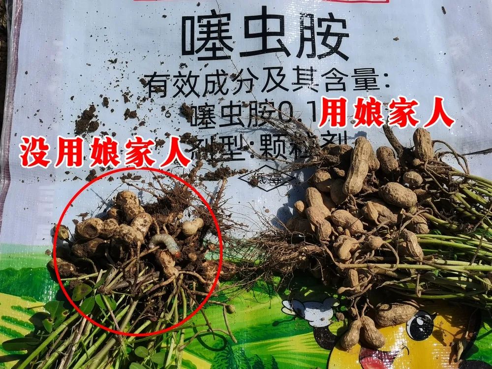 金秋花生回訪，農(nóng)戶的信任，來(lái)自于娘家人的肥效